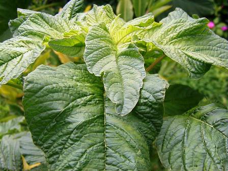 Jamaican Callaloo plant used to make Jamaican Callaloo Patties.  It is a leafy vegetable similar in taste to spinach.  Jamaican beef patties. Jamaican patties. Jamaican food, caribbean food, patty, patties.